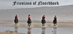 Friesians of Noordhoek